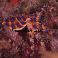 Lembeh